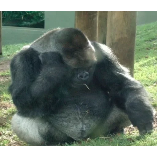 Sticker mdvdbest - 1