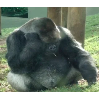 Стикер mdvdBest - 2