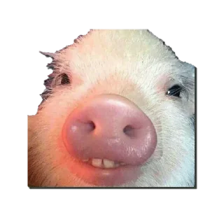 Стикер mdvdBest - 9