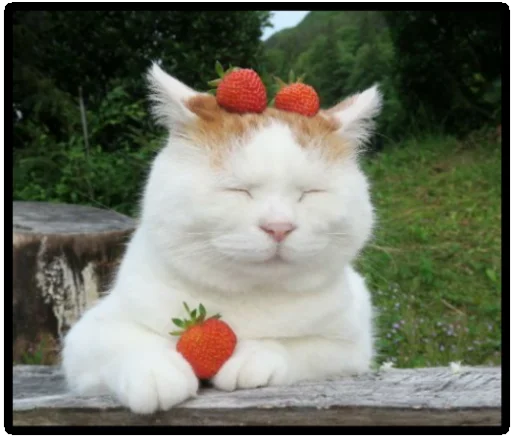 Стикер Мясо - 5