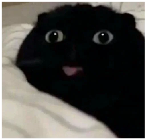 животное млекопитающее чёрная кошка