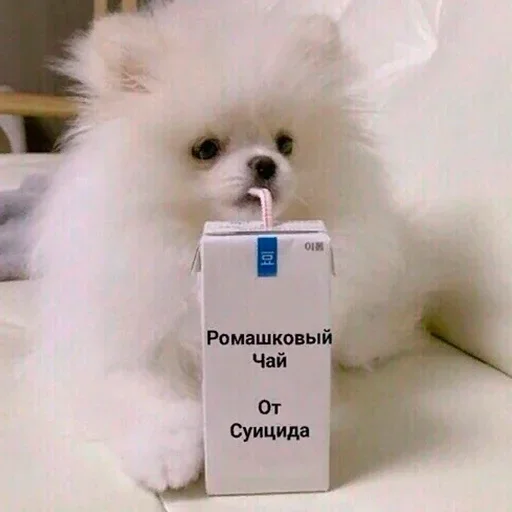 собака животное СМС
