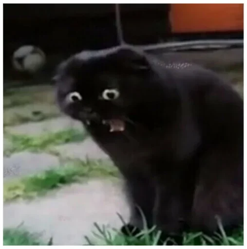 животное млекопитающее кошка