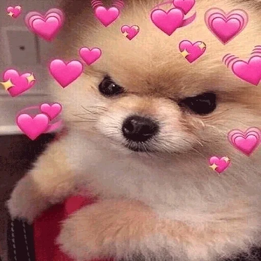 домашнее животное млекопитающее щенок