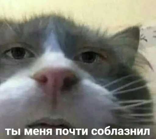 млекопитающее животное кошка