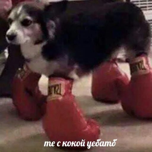 Sticker будешь бегать с нами? - 11