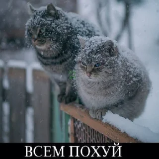 Sticker Я еблан и это мой первый пак - 7