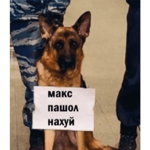 mammal animal dog breed