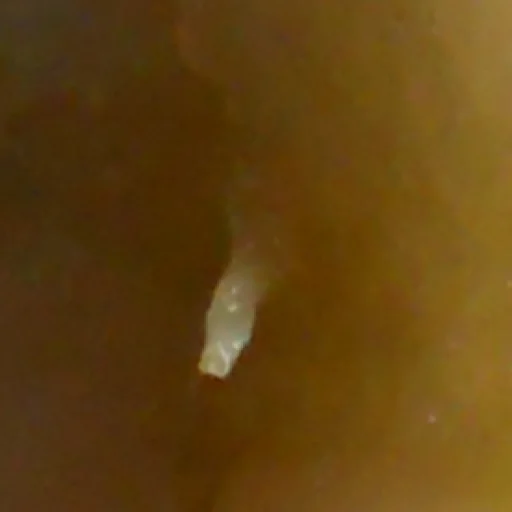 Стикер мегаогрызок by @my_unrefined - 1