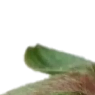 Sticker 🍓 by @my_unrefined - 0