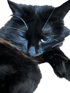 Sticker my honest reaction - 10