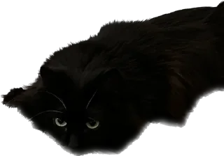 Sticker my honest reaction - 4