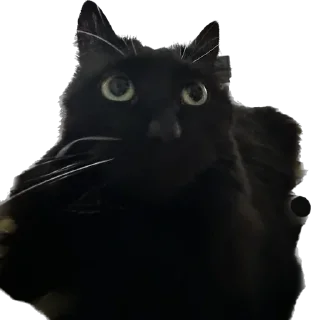 Sticker my honest reaction - 5