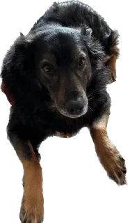 Sticker my honest reaction - 1