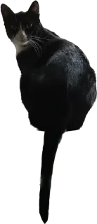 Sticker my honest reaction - 3