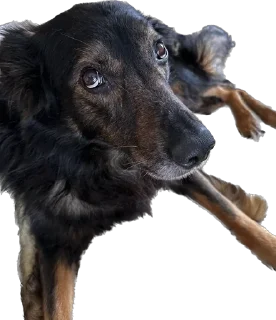 Sticker my honest reaction - 0