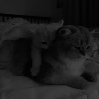 Sticker ᴍᴇʟғɪx::https://t.me/Meelfix - 1