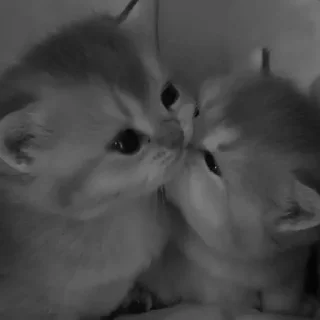 Sticker ᴍᴇʟғɪx::https://t.me/Meelfix - 7