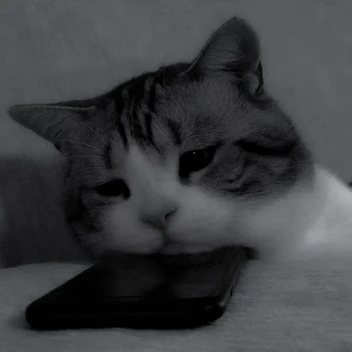 Sticker ᴍᴇʟғɪx::https://t.me/Meelfix - 4