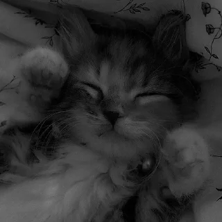 Sticker ᴍᴇʟғɪx::https://t.me/Meelfix - 8