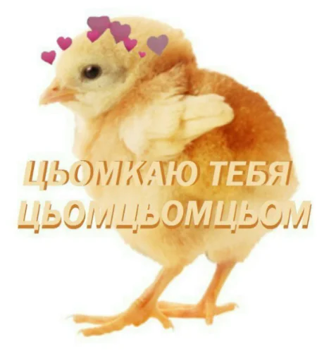 chicken gallinaceous bird animal