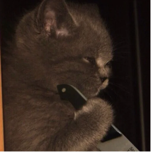 small to medium-sized cats indoor felidae