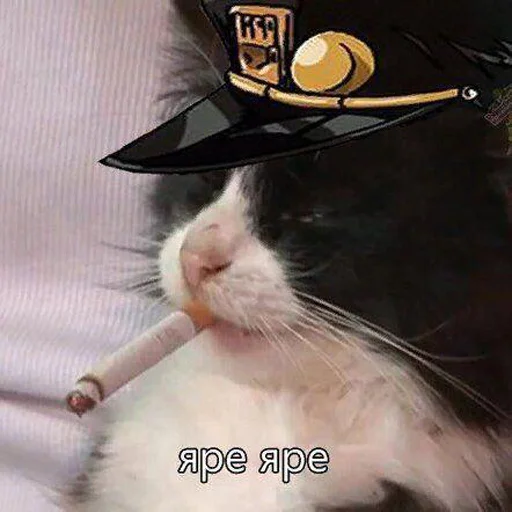 cat headdress animal