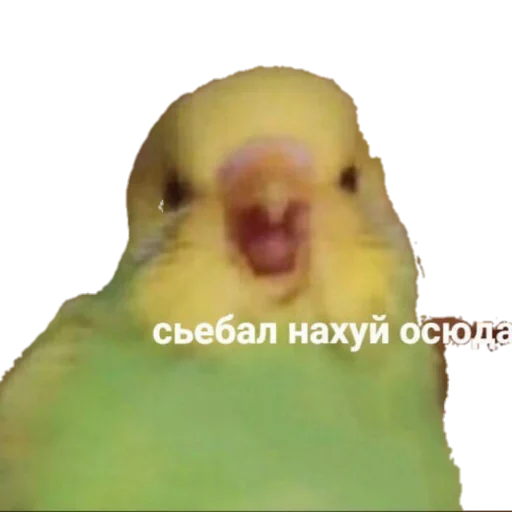 животное птица попугай