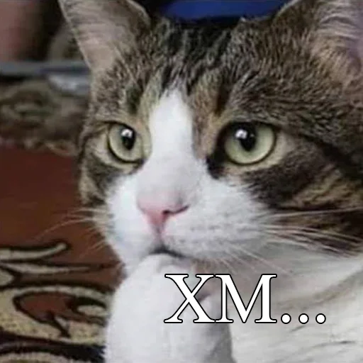 млекопитающее животное кошка