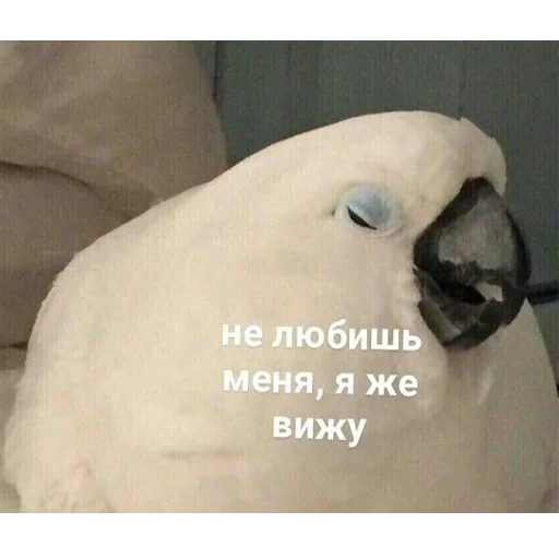 птица попугай животное