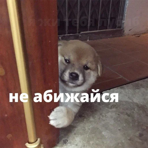 порода собак домашнее животное собака