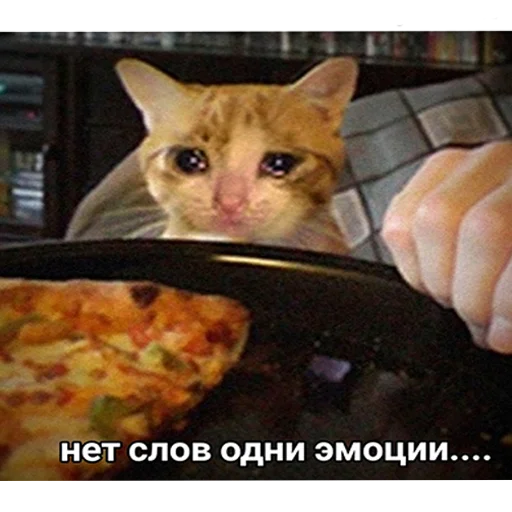 кошка пища фаст-фуд