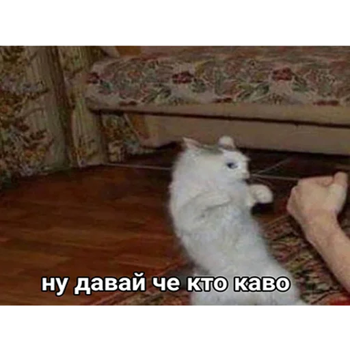 млекопитающее животное СМС