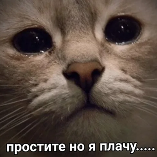 млекопитающее животное кошка