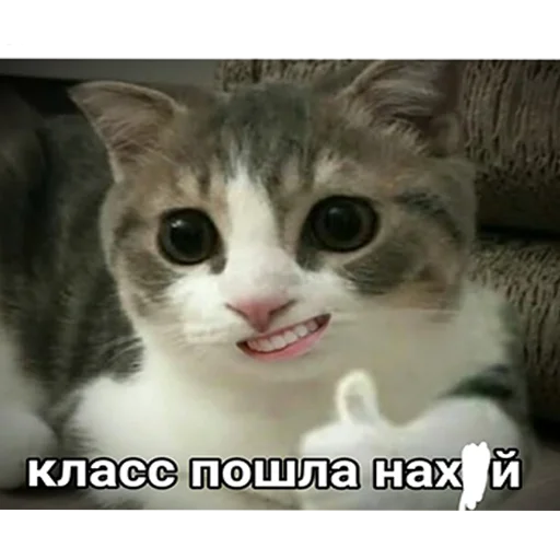 животное млекопитающее кошка