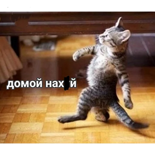 млекопитающее животное кошки малого и среднего размера