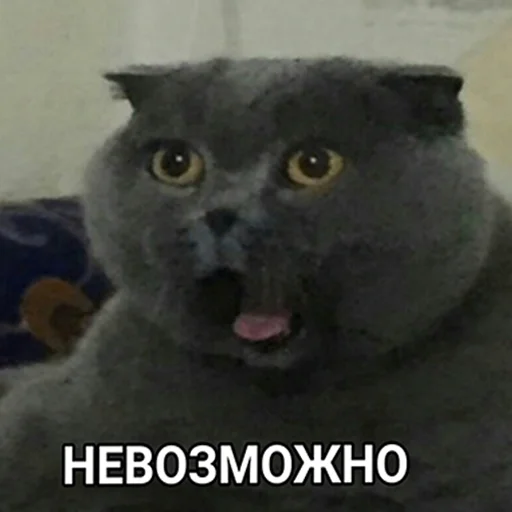 животное млекопитающее кошки малого и среднего размера