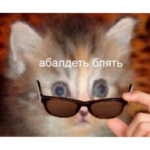 кошка Очки млекопитающее