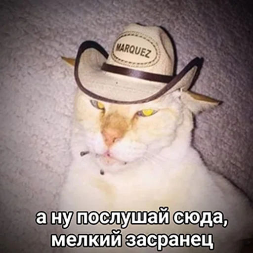 СМС млекопитающее кошки малого и среднего размера