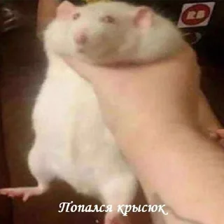 Стикер ОПП - 5