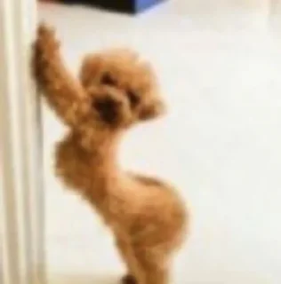 Sticker мэмы - 3