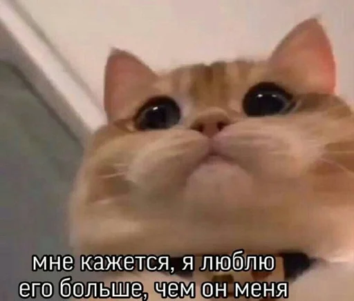 млекопитающее СМС животное