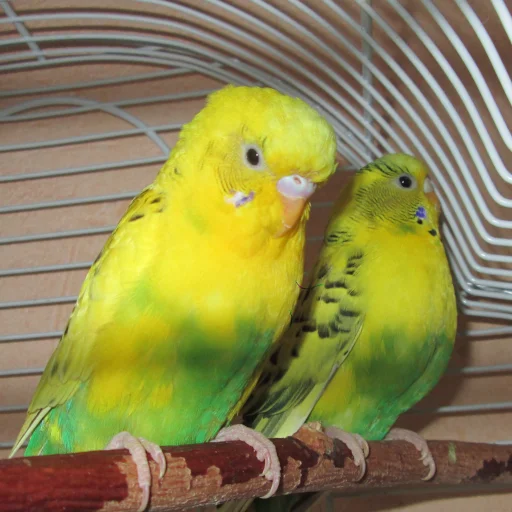 Sticker Колыхание Иркутска vol. 2 - 3