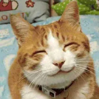 MemeCats - кошки малого и среднего размера