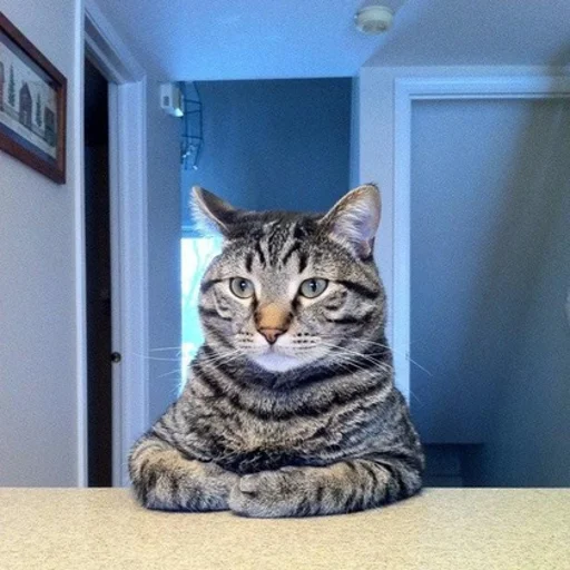 кошка животное домашняя кошка