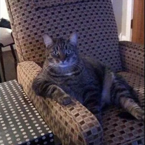 small to medium-sized cats felidae whiskers