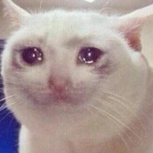 млекопитающее животное кошка