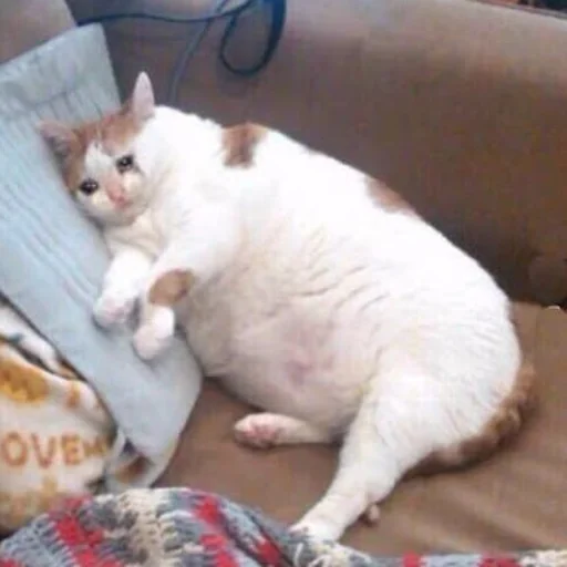 животное млекопитающее кошка