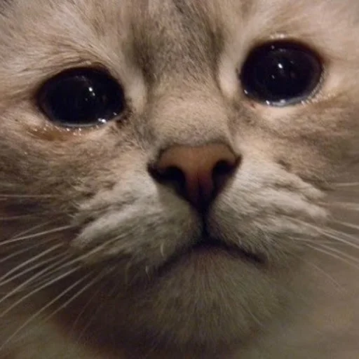 млекопитающее животное кошка