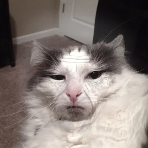 млекопитающее животное кошка